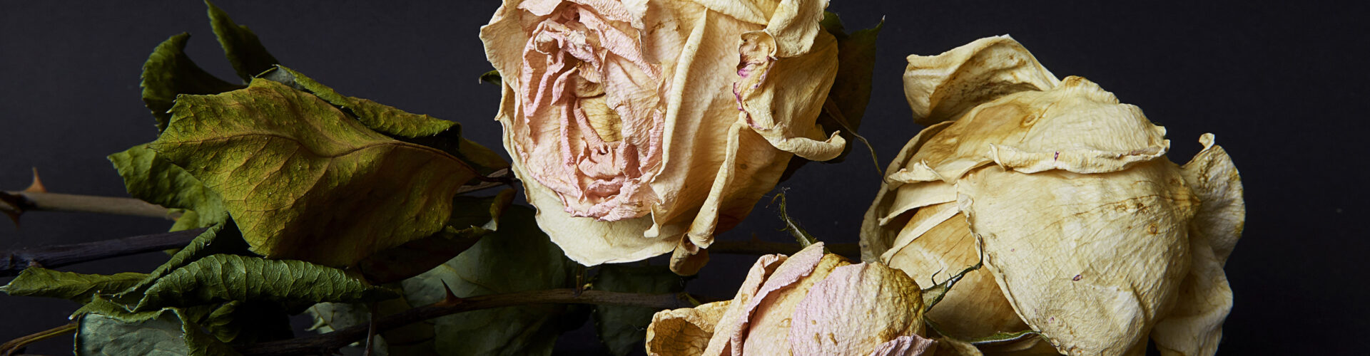 Trocknende Rosen